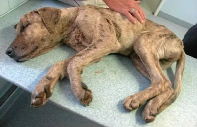 Σκυλάκι βρέθηκε δεμένο με σύρμα και εγκαταλελειμμένο στην Πρέβεζα