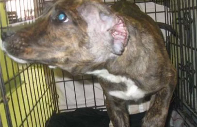Την Τετάρτη η δίκη του 53χρονου που κατηγορείται για βιασμό σκυλίτσας