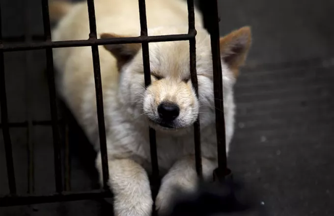 Δεν ακυρώνεται το Φεστιβάλ Κατανάλωσης Σκύλου στην Κίνα