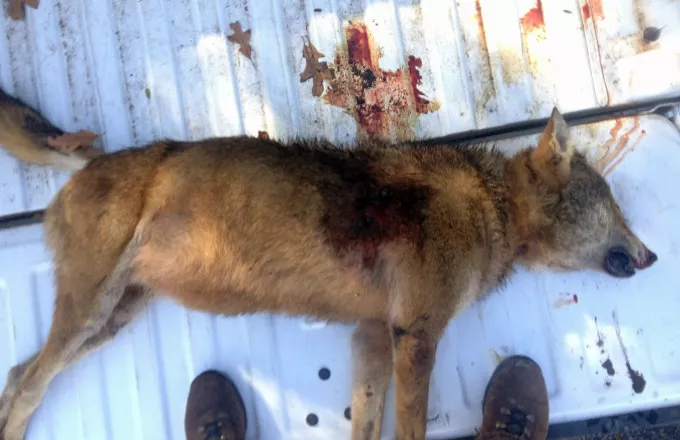 Δικογραφία για 61χρονο που σκότωσε σκύλο στη Ροδόπη