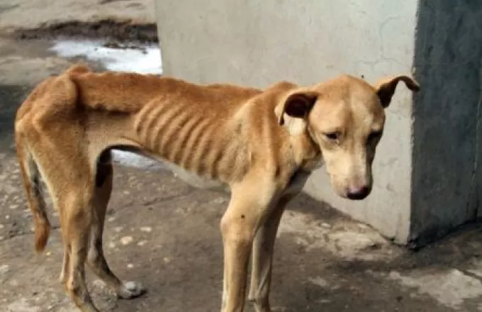 Ασυνείδητος «φυλάκισε» 6 σκυλιά για ένα μήνα χωρίς τροφή και νερό