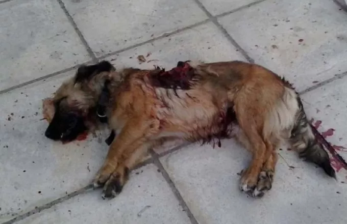 Νέα σύλληψη για δολοφονία σκύλου, αυτή τη φορά στο Κιλκίς