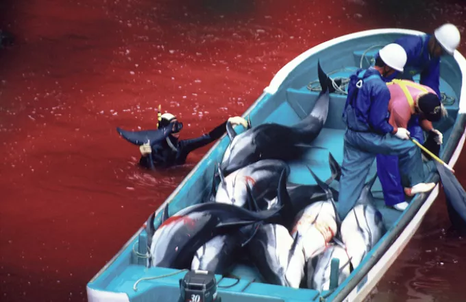 Ιαπωνία: Ψαράδες έσφαξαν δεκάδες δελφίνια (video)