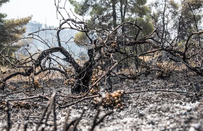 Εύβοια: Κρανίου τόπος οι περιοχές που κάηκαν- Aποκαΐδια αντί πρασίνου- pics