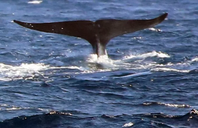 Ισλανδία: Περίπου 50 φάλαινες-πιλότοι εκβράσθηκαν στις νότιες ακτές 