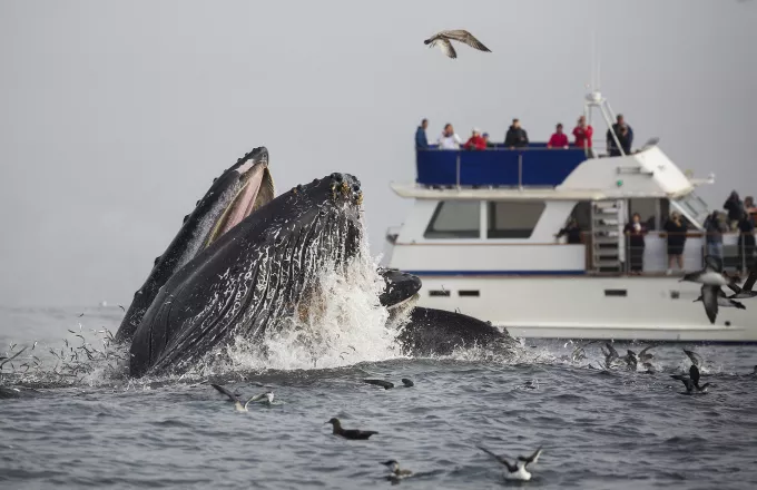 Ιαπωνία: Φέρι συγκρούστηκε με φάλαινα-87 τραυματίες