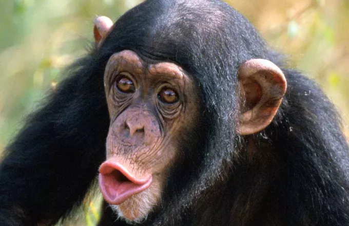 Οργάνωση ζητά να αναγνωρίζονται οι χιμπατζήδες ως φυσικά πρόσωπα 
