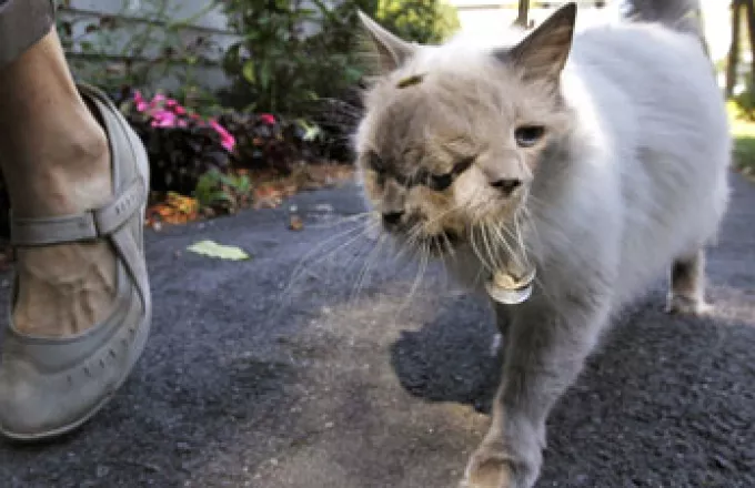 Γάτα με δύο πρόσωπα κατάφερε να επιβιώσει για 12 χρόνια