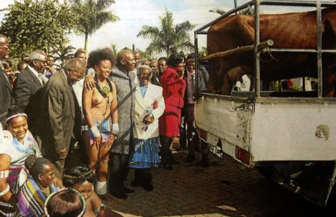 Ν. Αφρική: Φύλαρχοι δώρισαν στον διευθυντή της δημόσιας τηλεόρασης σύζυγο, αγελάδα και μοσχάρι!