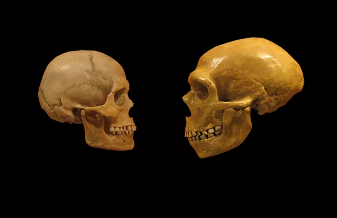 Homo Sapiens - Neanderthal