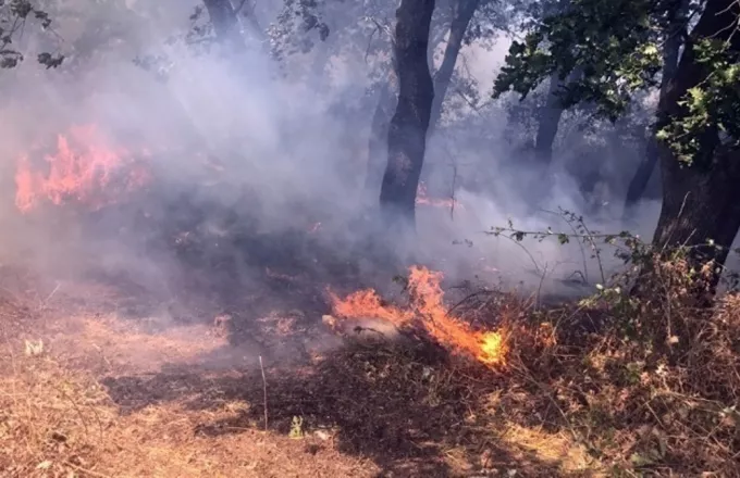 Δεν απειλεί κατοικημένες περιοχές η φωτιά στη Θήβα 
