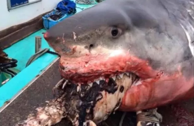 Viral έγινε καρχαρίας που πνίγηκε προσπαθώντας να φάει μια χελώνα (φωτο)
