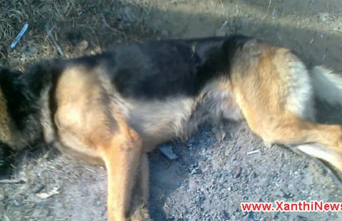 Ξάνθη: Συνελήφθη 79χρονος για τον θανάσιμο τραυματισμό σκύλου