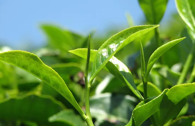 Πράσινο τσάι κατά «κακής» χοληστερίνης