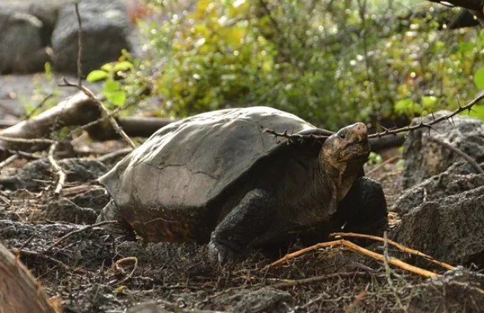 Ρωσία: Περισσότερες από 4.000 προστατευόμενες χελώνες 