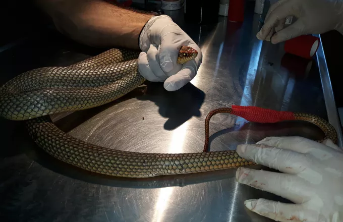 Πανικός στη Θεσσαλονίκη: Φίδι 1,5 μέτρο δίπλα σε καροτσάκια σούπερ μάρκετ