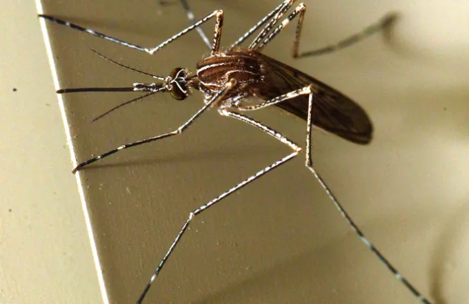 Κίνα: Εφαρμογή που προβλέπει την ύπαρξη κουνουπιών ανά περιοχή