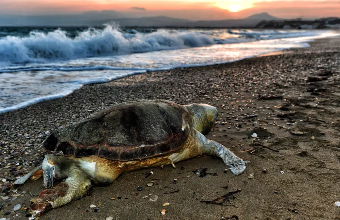 Μέτρα προστασίας της χελώνας caretta caretta ζητούν 53 βουλευτές του ΣΥΡΙΖΑ