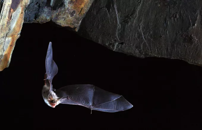 Οι επιστήμονες ψάχνουν και στις νυχτερίδες το μυστικό της μακροζωίας