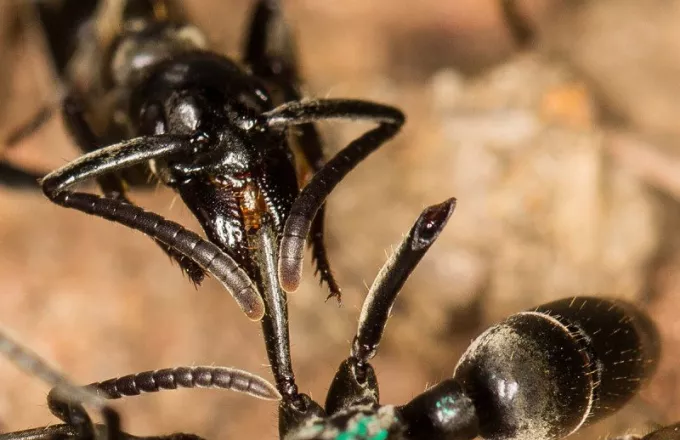 Και τα μυρμήγκια περιποιούνται τους τραυματίες στο πεδίο της μάχης!
