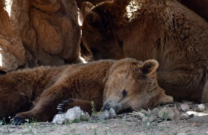 Από φυσικά αίτια ο θάνατος της αρκούδας στην Πολυκάρπη Καστοριάς