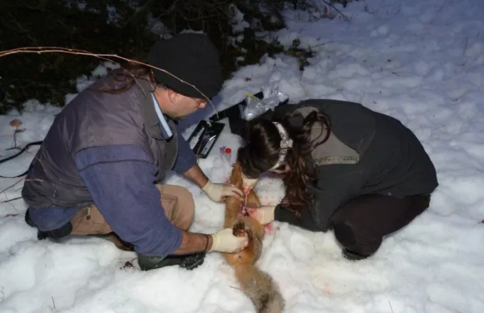Ολοκληρώθηκε ο εμβολιασμός των κόκκινων αλεπούδων κατά της λύσσας