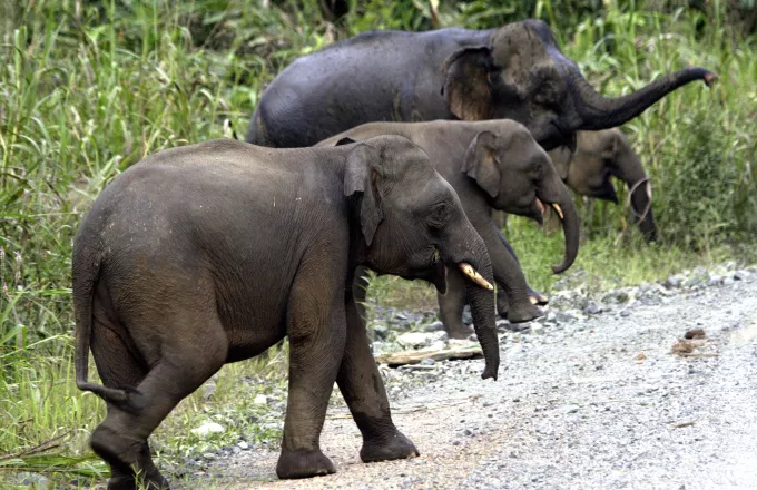 Μαλαισία: Χωρικοί σκότωσαν σπάνιο είδος ελέφαντα