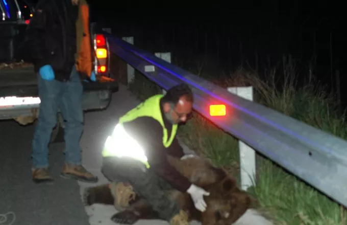 Ακόμη μία αρκούδα νεκρή από τροχαίο στην Καστοριά