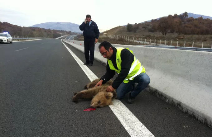 Αρκουδάκι σκοτώθηκε από αυτοκίνητο στη βόρεια Ελλάδα