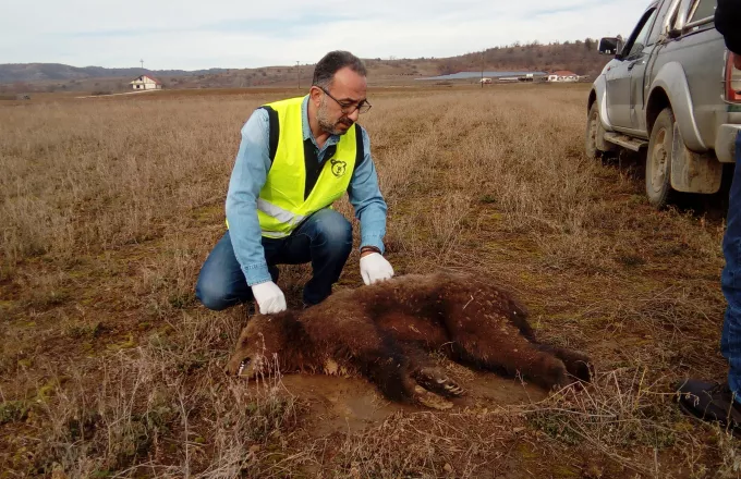 'Άσχημο ποδαρικό του έτους για την άγρια πανίδα με νεκρό αρκουδάκι