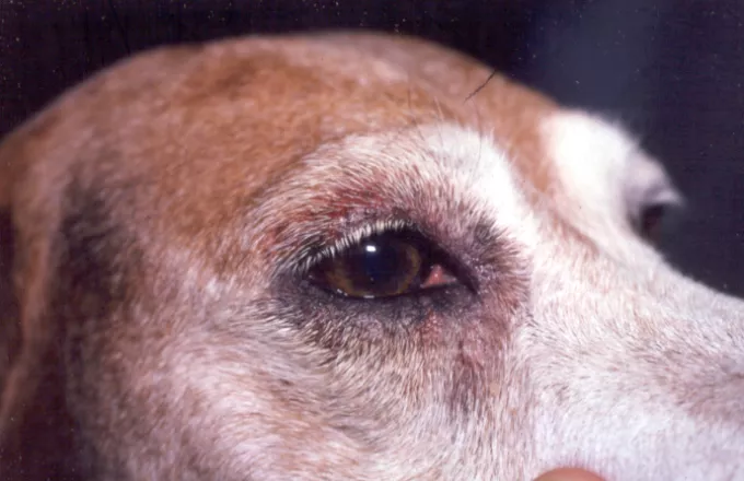 Ζάκυνθος: Διπλή σύλληψη για πυροβολισμό και θανάτωση σκύλου
