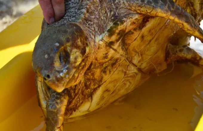 Νεκρή εντοπίστηκε θαλάσσια χελώνα Καρέτα - Καρέτα στην Ελαφόνησο 