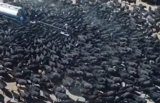 Bίντεο: Εκατοντάδες διψασμένες αγελάδες «στροβιλίζονται» γύρω από υδροφόρα
