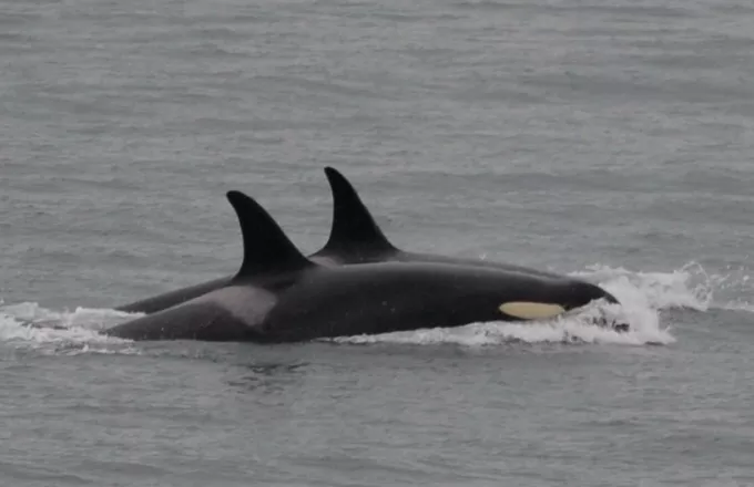 Φάλαινα άφησε το νεκρό μωρό της έπειτα από δύο εβδομάδες ( Βίντεο)
