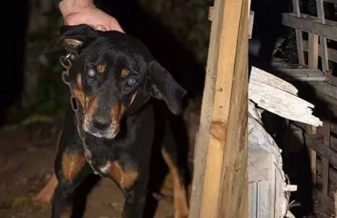 Θεσσαλονίκη: 39χρονος κακοποίησε μέχρι θανάτου το σκύλο του 