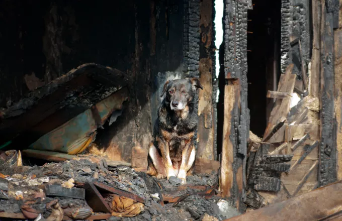 Υιοθετήθηκε το πρώτο αδέσποτο σκυλάκι από τη φωτιά στην Αττική