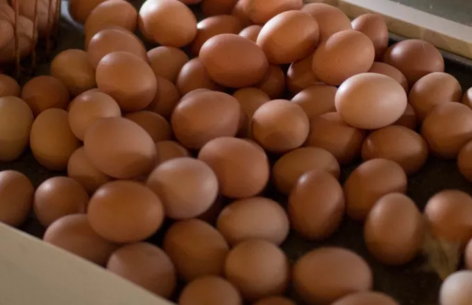 Πόσο οικολογικά είναι τα βιολογικά αυγά;