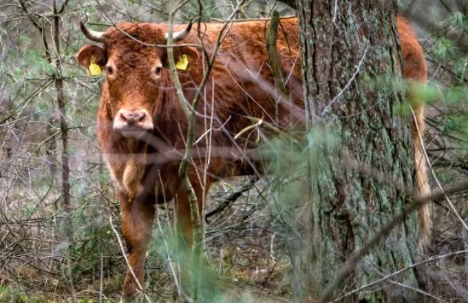 Κίνημα στην Ολλανδία υπέρ μιας αγελάδας που το έσκασε από το σφαγείο