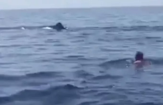 Χανιά: Επιχείρησε να κολυμπήσει δίπλα σε φάλαινα (VIDEO)