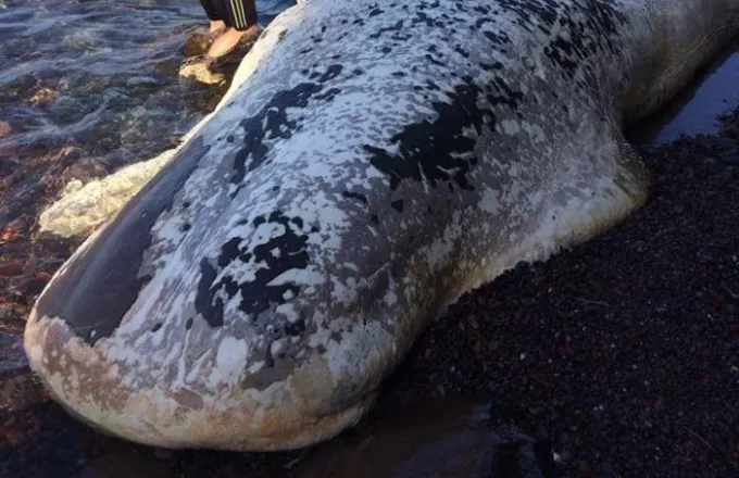 Μυστήριο στη Σαντορίνη: Ξεβράστηκε νεκρή φάλαινα 9 μέτρων