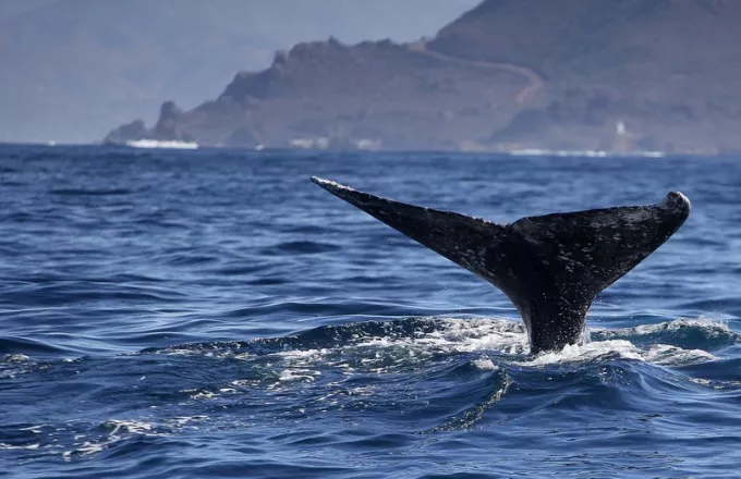Οι τοξοκέφαλες φάλαινες τραγουδούν free jazz για να προσελκύσουν το ταίρι 