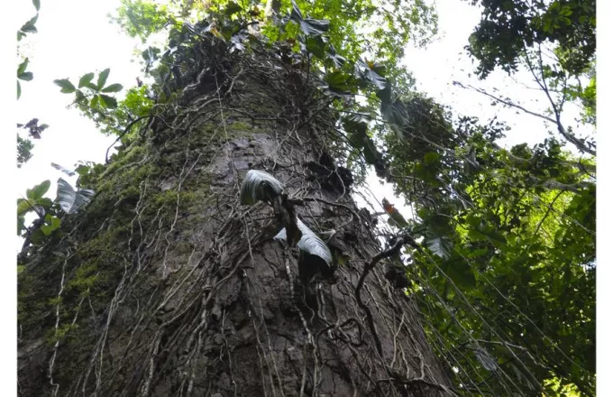 Guaimaro: Το μαγικό δέντρο που προστατεύει τον πλανήτη
