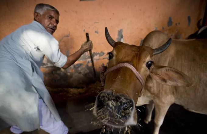 Ινδία: Μουσουλμάνος ξυλοκοπήθηκε μέχρι θανάτου γιατί σκότωσε αγελάδα 