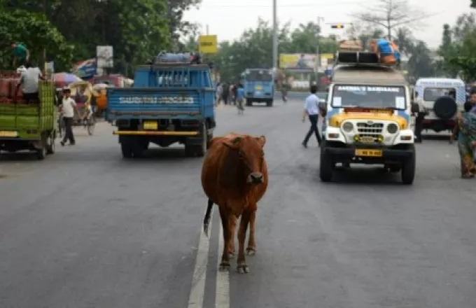 Κέρατα... βερνικωμένα: Αστυνομικοί θα βάψουν τα κέρατα των αγελάδων με φωσφοριζέ μπογιά