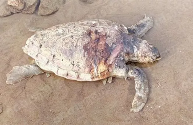 Δεύτερη χελώνα Καρέτα - Καρέτα βρέθηκε νεκρή σε διάστημα δύο ημερών