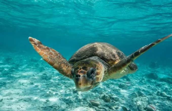 Σε κίνδυνο οι χελώνες Caretta - caretta από τις πλαστικές σακούλες