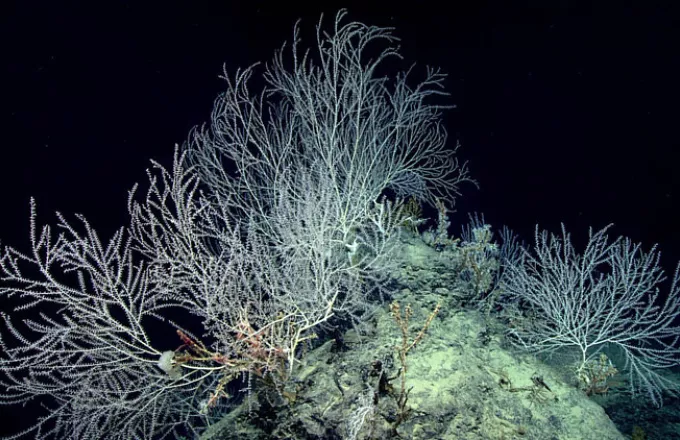 Κήπος από κοράλλια 2 χιλιόμετρα κάτω από την επιφάνεια της θάλασσας (video)