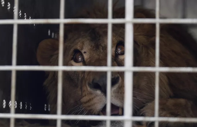 Λιοντάρια και τίγρεις απέδρασαν από ζωολογικό κήπο στη Γερμανία