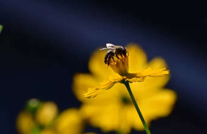 Μια μέλισσα μπορεί σταματήσει την παγκόσμια εξάρτηση από τα πλαστικά;