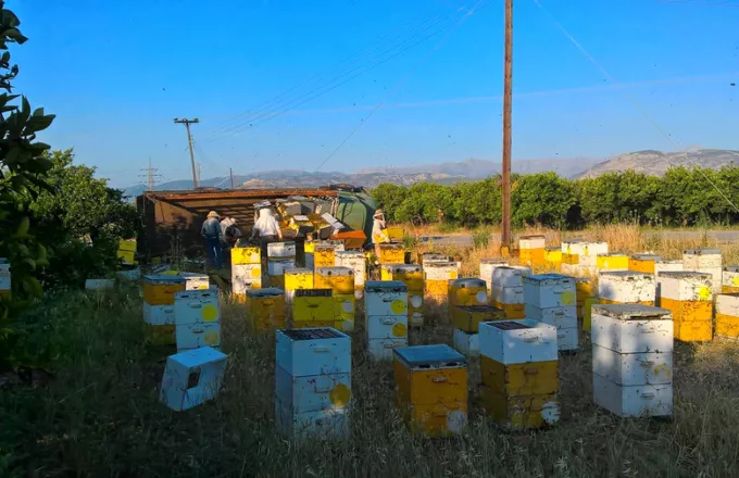 Σάμος: Εβδομηντάχρονος κατηγορείται για 40 κλοπές μελισσιών